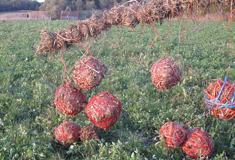 Hayballs by Alexis Ortiz and Danny Mansmith at Wormfarm.