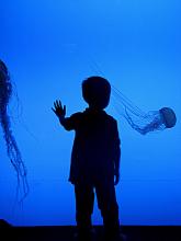 A silhouette of a child looking at jellyfish through aquarium glass