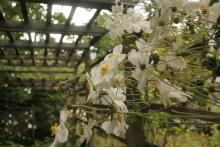 white flowers growing on a trellis in an arbor