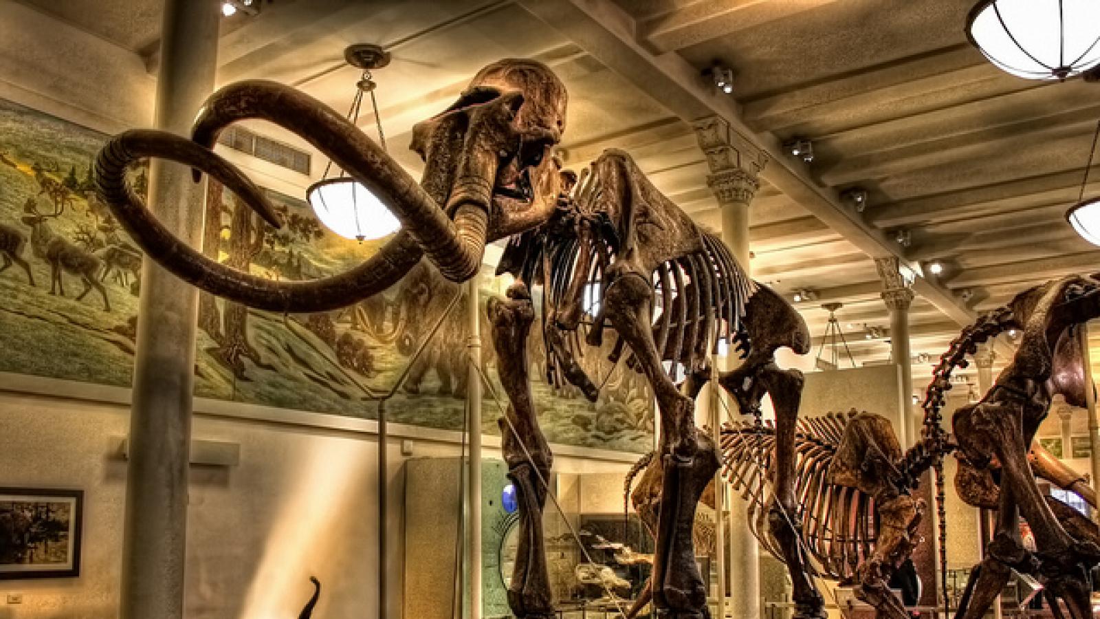 Columbian mammoth skeleton at the American Museum of Natural History
