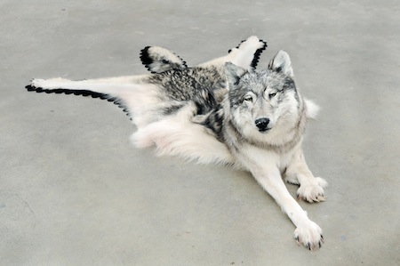 Wolf emerging out of pelt/rug to look alive 