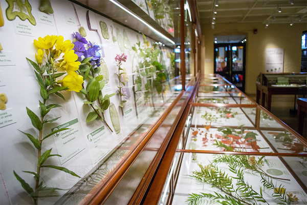 Spotlight on Harvard's Glass Flowers