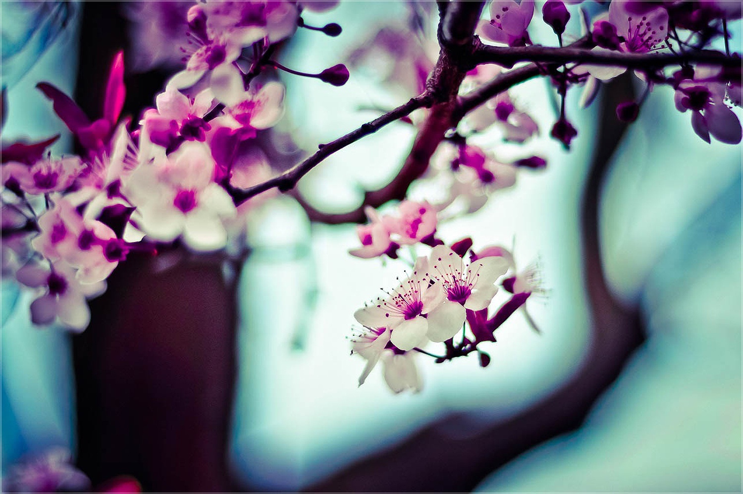 Purple, white, and pink Cherry Blossoms sprouting from a tree branch. 