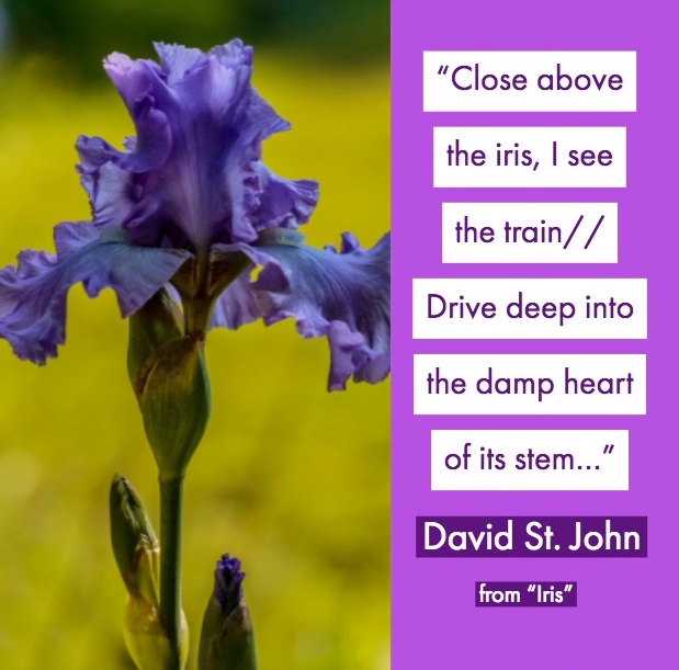 lines from "Iris" by David St. John with a photo of an iris flower