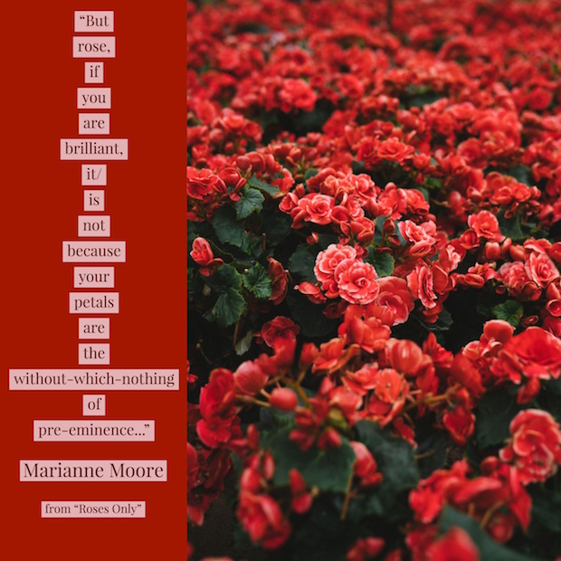 lines from Marianne Moore poem with photo of rosebushes in bloom
