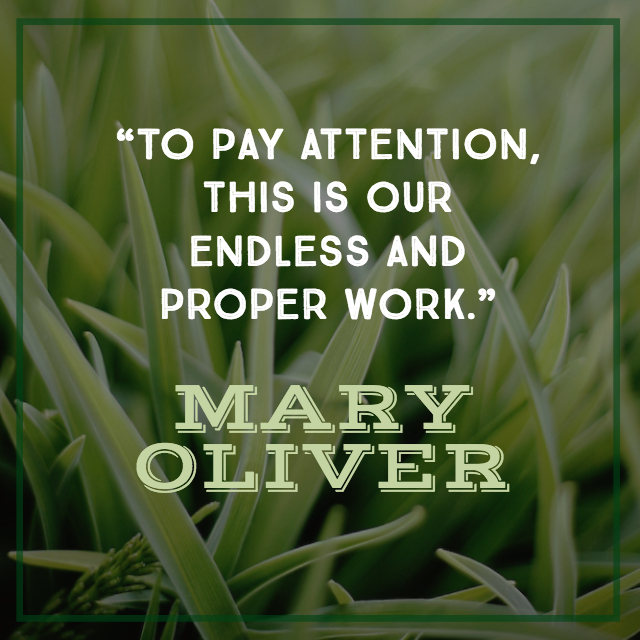 quote by Mary Oliver