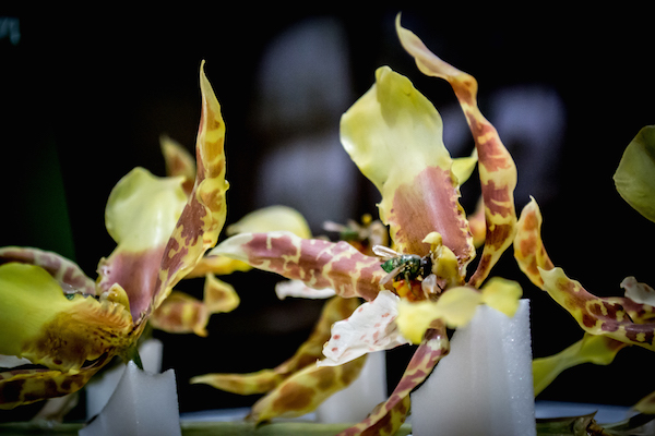 glass model of orchid with a bee at its center