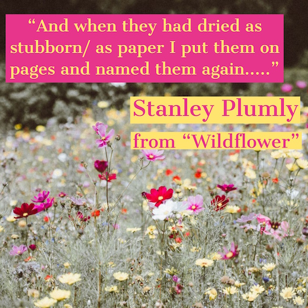 lines from Stanley Plumly's Wildflower with photo of wildflowers