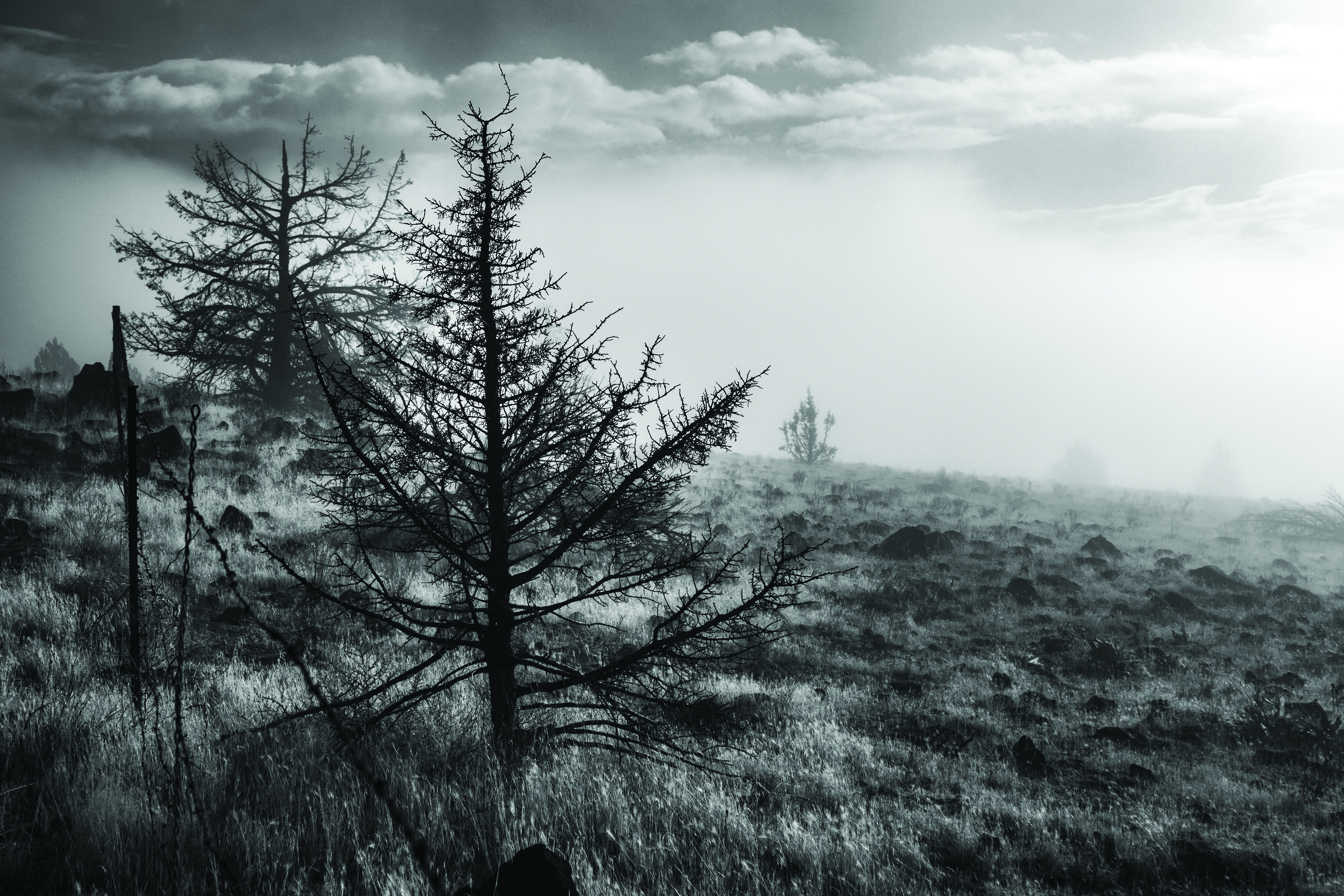 An outdoor scene with a tree in the foreground. 