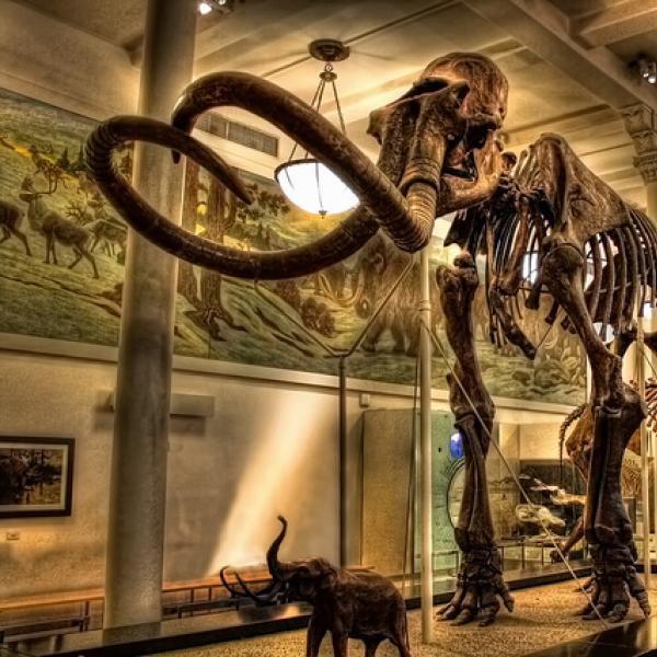 Columbian mammoth skeleton at the American Museum of Natural History