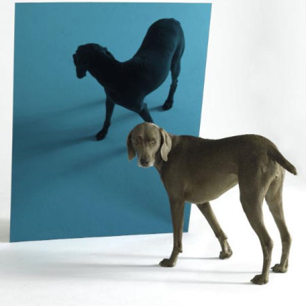 Blue Lagoon. Photo by William Wegman