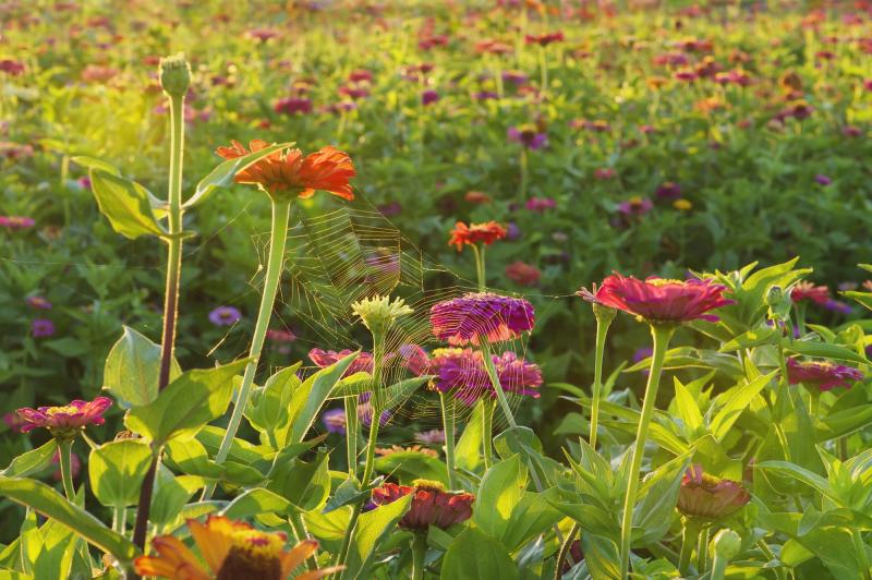 Photo of spider web on flowers. 