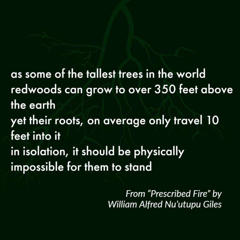 "as some of the tallest trees in the world/ redwoods can grow to over 350 feet above the earth/ yet their roots, on average only travel 10 feet into it/ in isolation, it should be physically impossible for them to stand" From "Prescribed Fire" by William Alfred Nu’utupu Giles