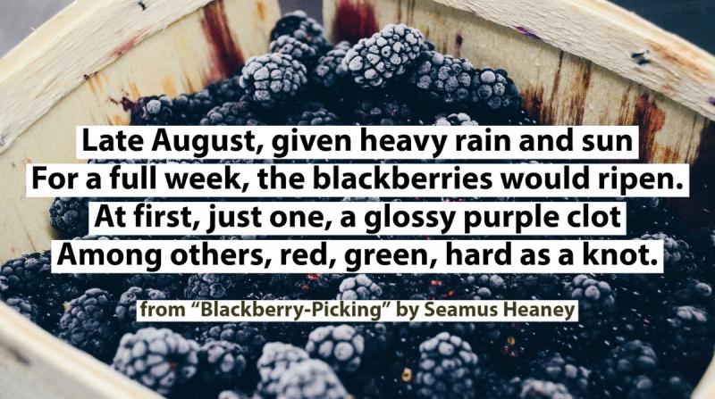 blackberries