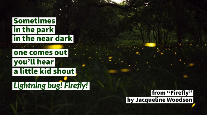 fireflies in a glen