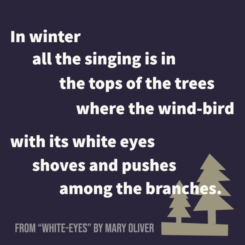In the winter all the singing is in the tops of the trees where the wind-bird with its white eyes shoves and pushes among the branches
