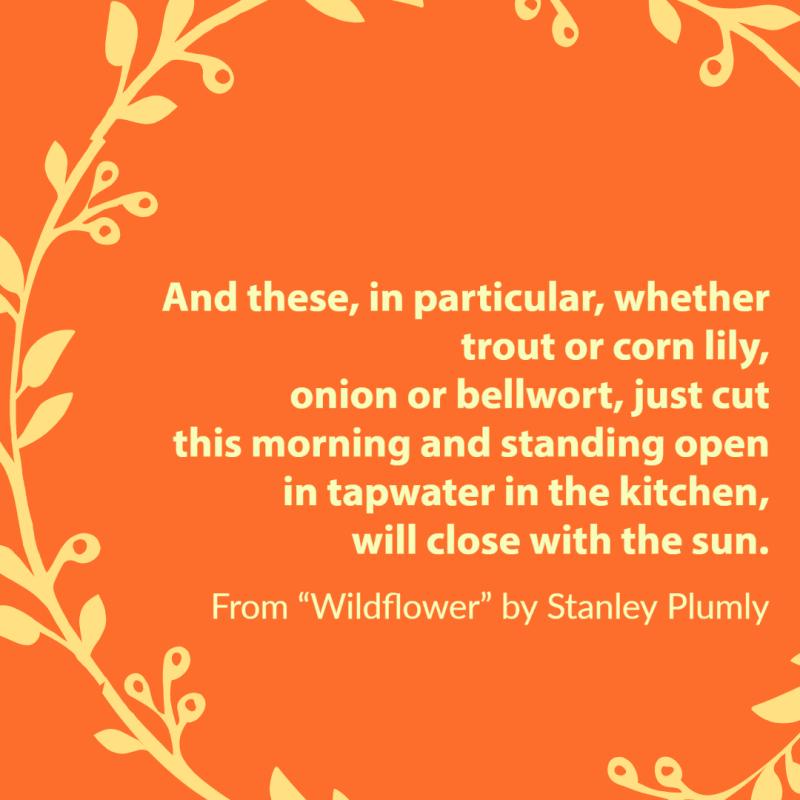 "And these, in particular, whether trout or corn lily,/ onion or bellwort, just cut/ this morning and standing open in/ tapwater in the kitchen,/ will close with the sun." From "Wildflower" by Stanley Plumly