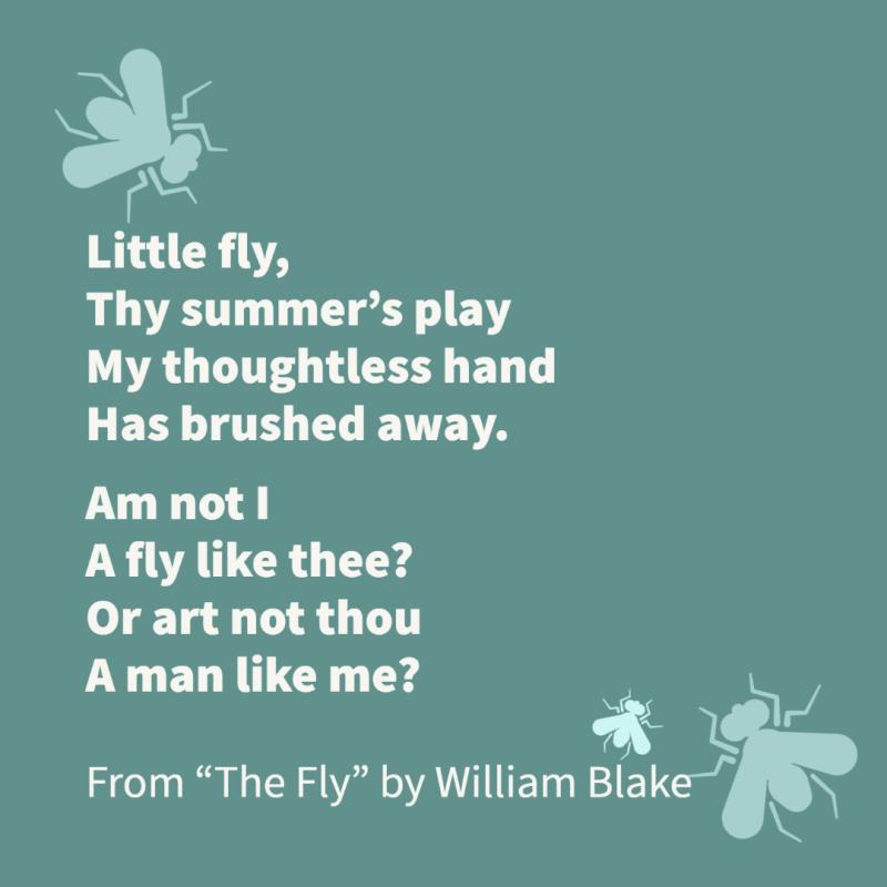 "Little fly,/ Thy summer’s play/ My thoughtless hand/ Has brushed away.// Am not I/ A fly like thee?/ Or art not thou/ A man like me?" From "The Fly" by William Blake