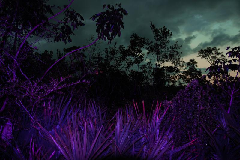 Photo of tall grass illuminated by a purple light 