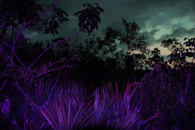 Photo of tall grass illuminated by a purple light