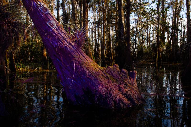 The trunk of a tree in a wetland illuminated by a pinkish light