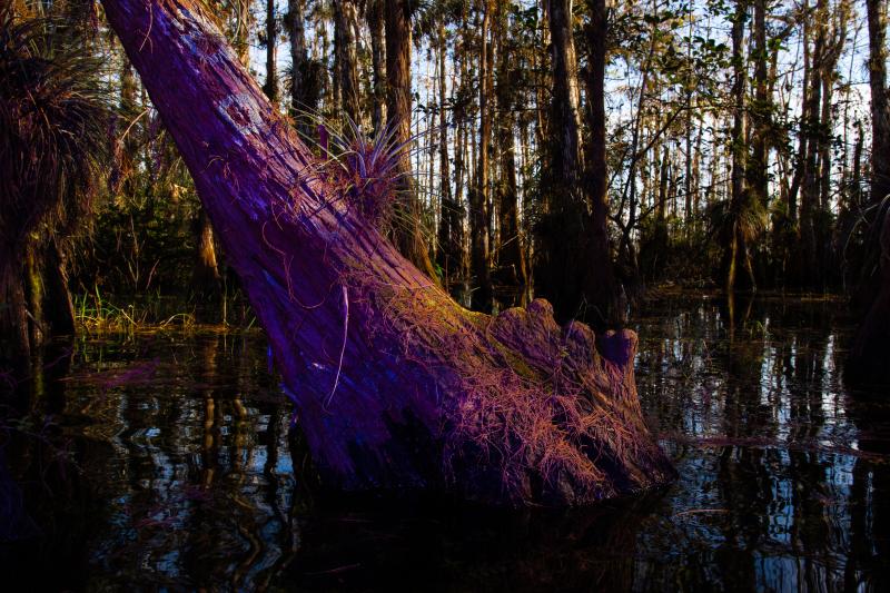 The trunk of a tree in a wetland illuminated by a pinkish light 