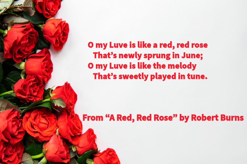 Photo of a bouquet of red roses with the following text: “O my Luve is like a red, red rose / That’s newly sprung in June; / O my Luve is like the melody / That’s sweetly played in tune.” From “A Red, Red Rose” by Robert Burns