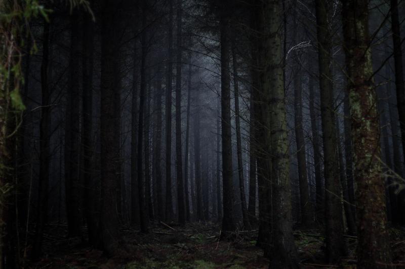 A forest in mist
