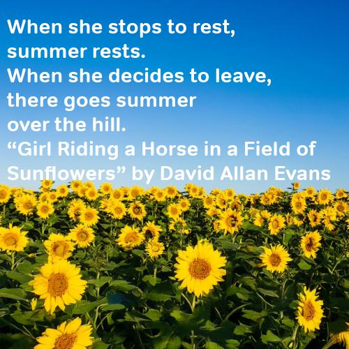 Field of yellow sunflowers with poem in white