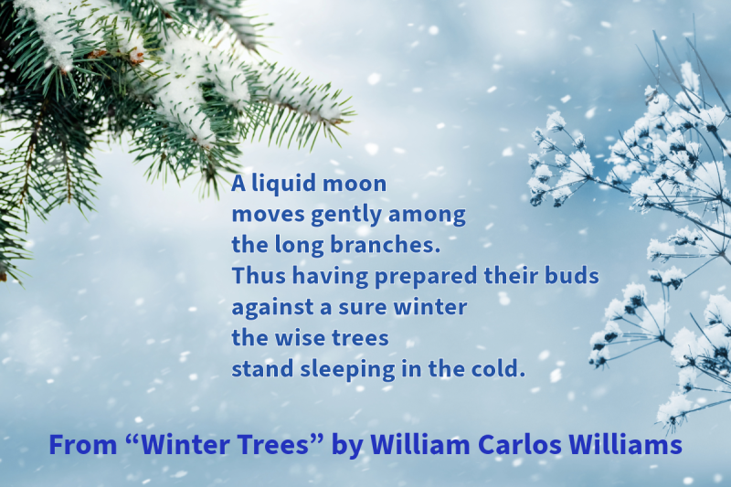 Photo of a portion of a pine tree on the left and snow falling with text that says: "A liquid moon moves gently among the long branches. Thus having prepared their buds against a sure winter the wise trees stand sleeping in the cold." From "Winter Trees" by William Carlos Williams