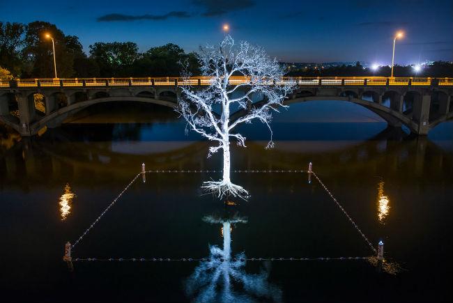 Illuminated tree sculpture in center of lake