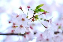 Cherry blossoms