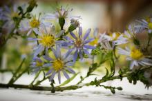 close-up of glass model of aster flowers at Harvard Museum of Natural History