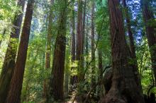 A forest of redwood trees