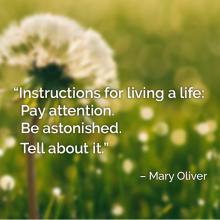 Stanza by Mary Oliver over pic of dandelion. Text reads Instructions for living a life: Pay attention. Be astonished. Tell about it. 