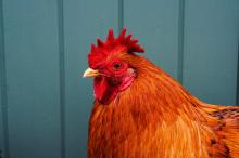 a close-up of a orange rooster against a blue-green outbuilding