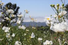 Close-up of white flowers in front of mountain backdrop