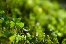 a close-up of a single shamrock in a field of shamrocks