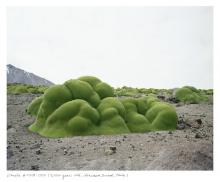 Rachel Sussman's photograph of a group of blob-like green bushes of the llareta plant in Chile's Atacama Desert