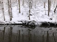Creek in the foreground with a snow covered ground and trees behind it. 