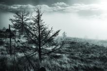 An outdoor scene with a tree in the foreground. 