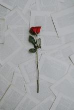 Photo of scattered pages of a book are sprawled out with a single red rose in the center. 