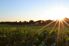 corn field in the sun