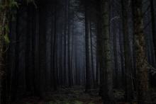 A forest in mist