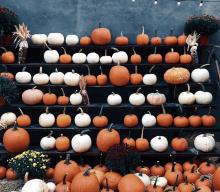 rows of brown and white pumpkins on a stand and on the ground in front of the stand