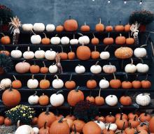 rows of brown and white pumpkins on a stand and on the ground in front of the stand