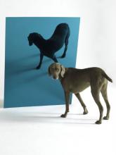 Blue Lagoon. Photo by William Wegman
