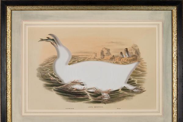 Print of a great auk on the water with the auk excised from the print