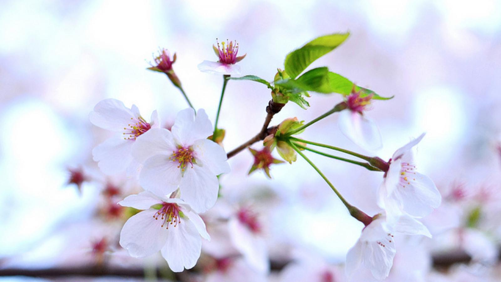 Cherry blossoms Cherry blossoms