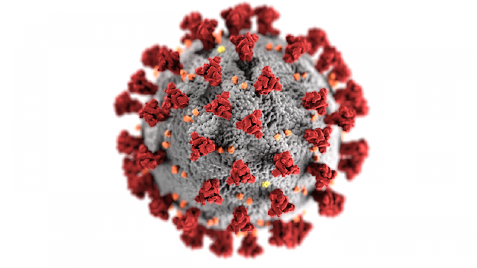 a visualization of the coronavirus, which looks like a round sphere with bristly red patches all over it